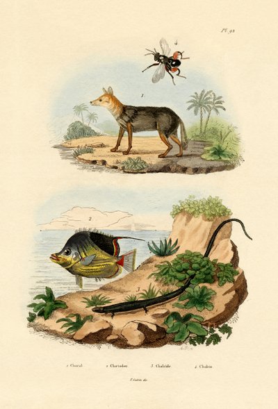Kara Sırtlı Çakal, 1833-39 by French School