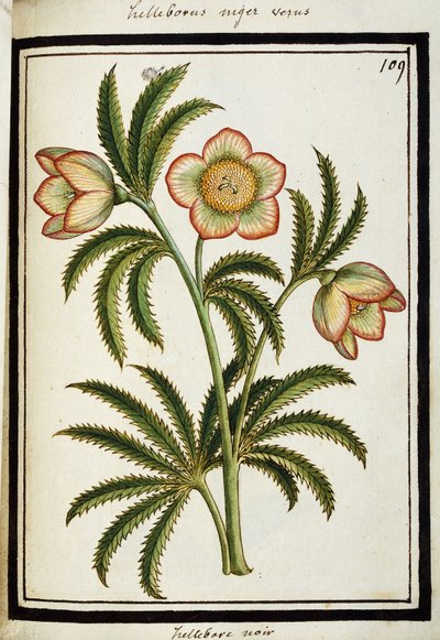 Kara Hellebore, c.1700 by French School