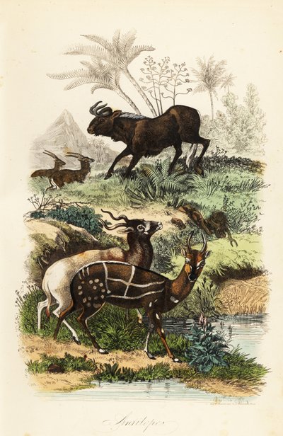 Siyah antilop, Connochaetes gnou, kritik tehlike altındaki addax veya vida boynuzlu antilop, Addax nasomaculatus ve koşumlu çalı veya kewel, Tragelaphus scriptus by French School