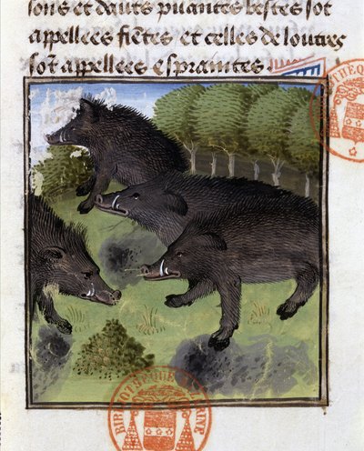Domuzlar - “” Gaston Phoebus