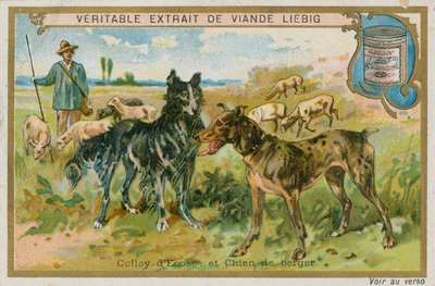 Border Collie ve Çoban Köpeği by French School