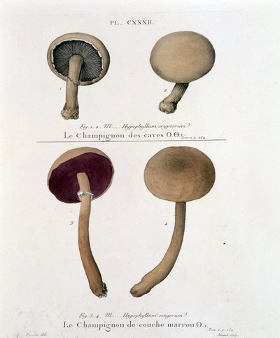 Kahverengi katmanlı mantar - 18. yüzyılın sonlarında Jean Jacques Paulet tarafından “Treat des champignons”ta by French School