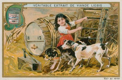 Bulldog ve Tilki Teriyeri by French School