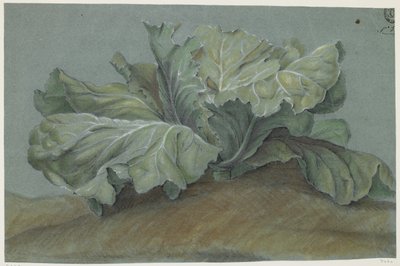 Lahana Bitkisi (kağıt üzerine tebeşir) by French School