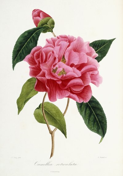 Kamelya reticulata, 1839-1943 by French School