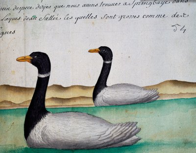 Kanada Kazları, Springbaye, Tuz Gölleri Bölgesi, Jacques Gouin de Beauchesne (1652-1730), Compagnie royale de la Mer du Sud