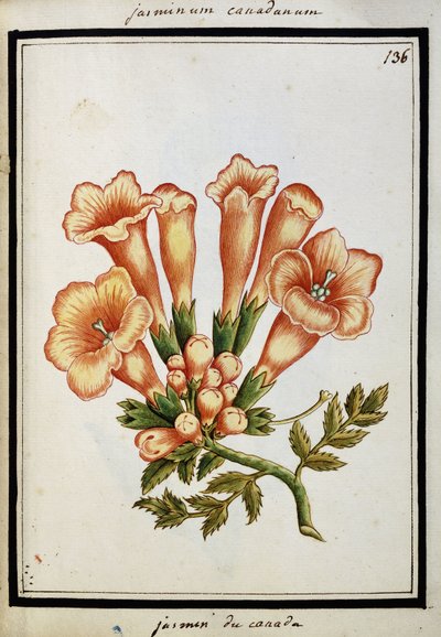 Kanada Yasemini, c.1700 by French School