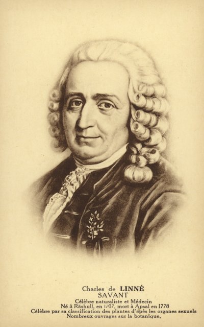 Carl Linnaeus (1707-1778), İsveçli botanikçi ve zoolog (lito) by French School