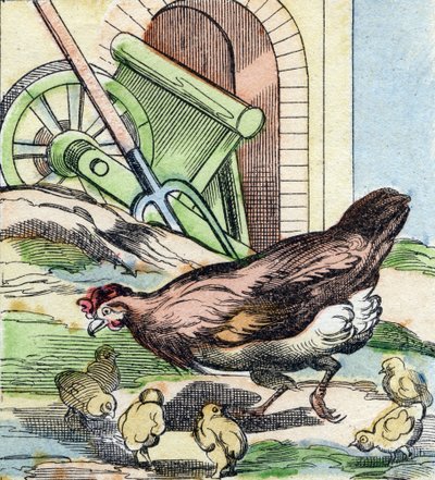 Tavuk ve civciv. "Buffon Alphabet des Oiseaux n 2" de gravür. 3. Serie N 2. Epinal