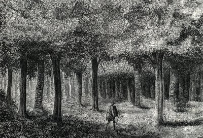 Sıtma tedavisi için kınakına ağacı kabuğu üreten kınakına ağacı ormanı, Peru (gravür) 1888 by French School