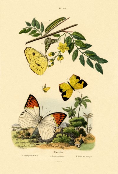 Bulutsuz Kükürt, 1833-39 by French School