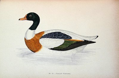 Ortak Shelduck (renkli gravür) by French School