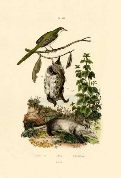 Adi Terzi Kuşu, 1833-39 by French School