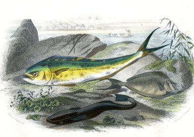 Coryphene Hippurus (coryphene çipura, kamelya balığı) - En bas: echeneis remora et le nason licornet - Bernard Germain de Lacepede (1856-1925) tarafından Doğa Tarihi'nden alınan levha, P.Furme baskısı, Paris by French School