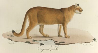 Puma, Bir dişi puma, 