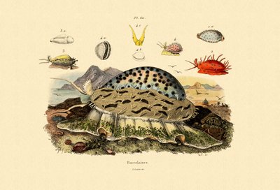 Kuğu Kabukları, 1833-39 by French School