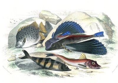 Dactyloptere pirapede (Dactylopterus pirapeda) uçan balık, Chetodon argus (scatophagus argus), centronote pilote (echeneis naucrate), Trigle Lyre (Genicanthus Melanospilos) - Bernard Germain de Lacepede (1856-192) tarafından Histoire Naturelle'den çıka by French School