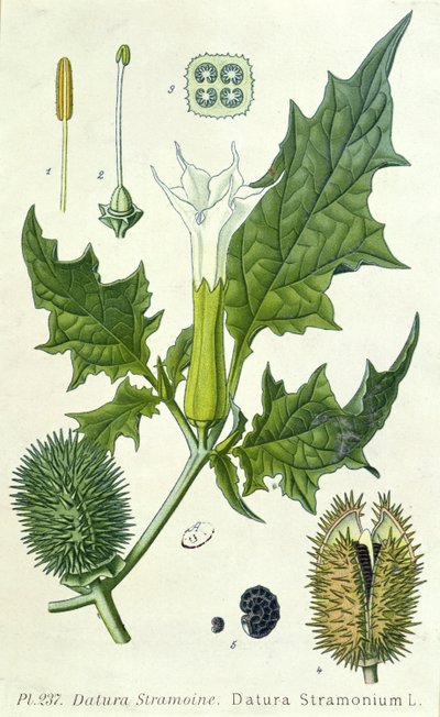 Datura stramonium, botanik tabak by French School
