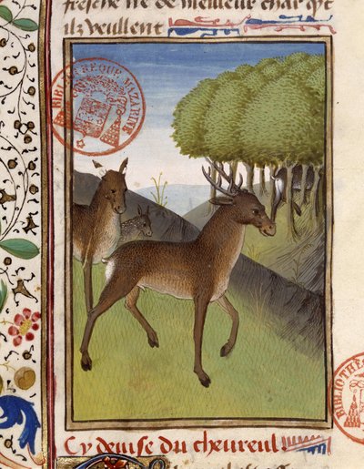 Geyik ve geyik - “” Gaston Phoebus