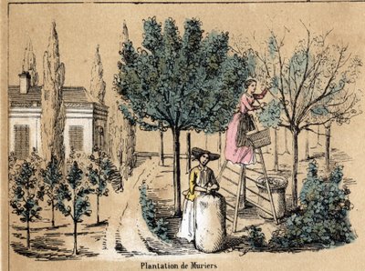 Mahsul ve ipek ürünlerinin tanımı: murier ekimi. “Les Recreations Instructives” içindeki “la soie” levhası Jules DELBRUCK imzalı sinoptik resim, 1860 tarihli gravür. Özel koleksiyon. by French School