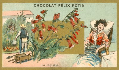 Digitalis (kromolitho) by French School