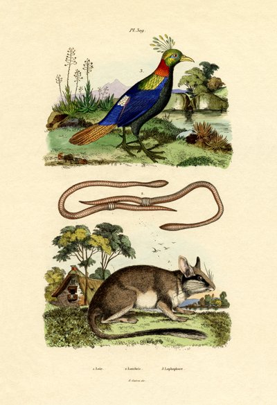 Fındık faresi, 1833-39 by French School
