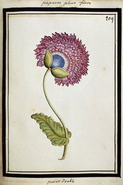 Çifte Haşhaş, c.1700 by French School