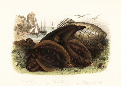Dover taban, Solea solea, Avrupa plaice, Pleuronectes platesa ve ortak dab, Limanda limanda, balık tuzağı olan bir plajda, arka planda balıkçı tekneleri by French School