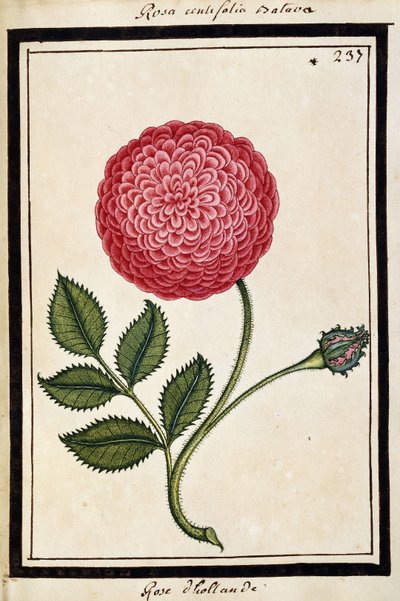 Dutch Rose, c.1700 (sulu boya çizimi, siyah çerçeveli) by French School