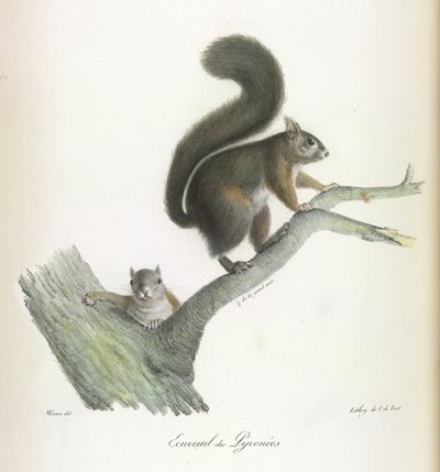 Ecureuil des Pyrenees, Sincap, Memelilerin Doğal Tarihinden (renkli taş) by French School