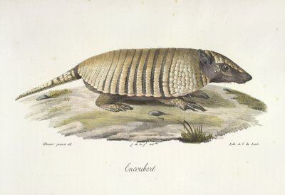Encoubert, Armadillo, Memelilerin Doğa Tarihinden (renkli taş) by French School