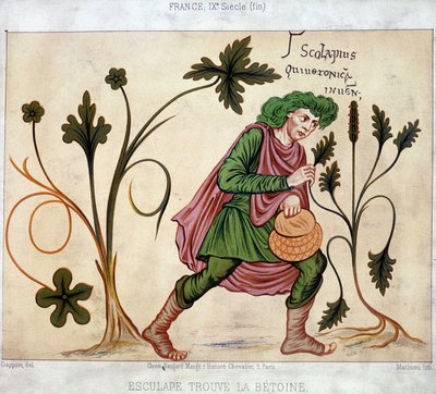 Esculapus betoneum'u (şifalı bitki) bulur by French School