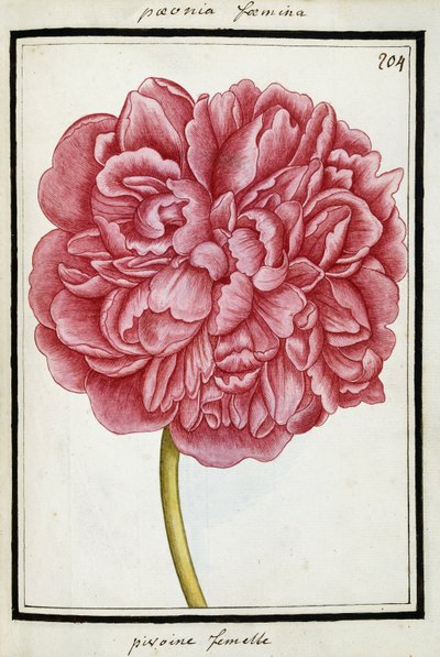 Dişi Şakayık, c.1700 by French School