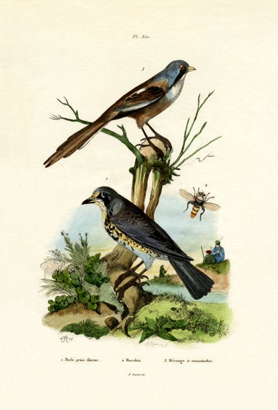 Fieldfare, 1833-39 by French School
