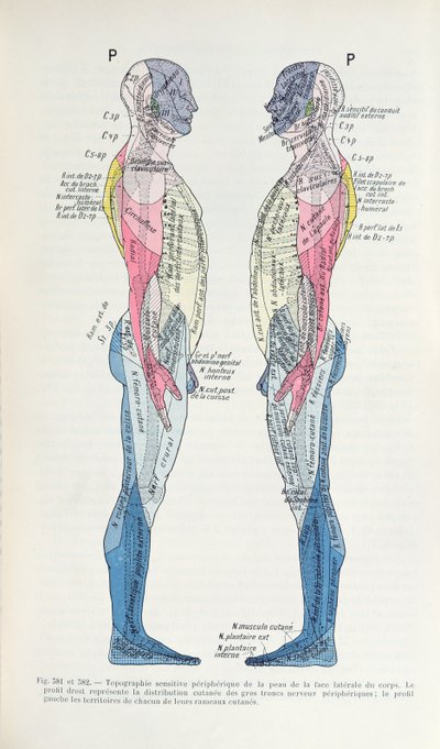 381 & 382 Sinir sistemi, Semiologie des Affections du System Nerveux, J. Dejerine, 1914 by French School
