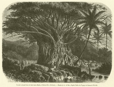 Anna-Maria koyunda devasa incir ağacı, Nouka-Hiva, Okyanusya (gravür) by French School