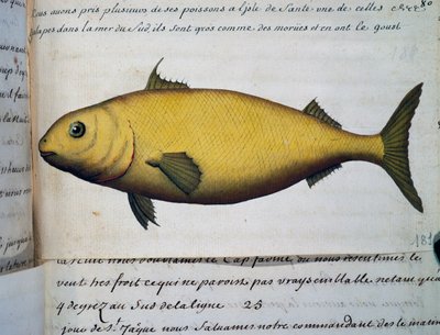 Morina kadar büyük balık, Isle De La Sante, Jacques Gouin de Beauchesne (1652-1730), Compagnie royale de la Mer du Sud