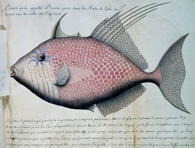 Bource, Sao Vicente adası, Cape Verde, Jacques Gouin de Beauchesne (1652-1730), Compagnie royale de la Mer du Sud
