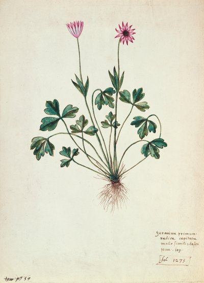 Fol.1275 Sardunya (kağıt üzerinde wc) by French School
