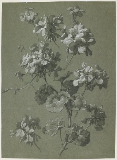 Sardunya (Pelargonium sp.), c.1800 (kömür ve beyaz tebeşir, yeşil dokuma) by French School