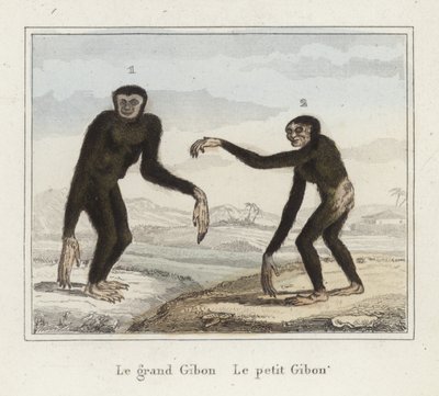 gibbons by French School