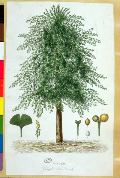 Ginkgo biloba Ağacı by French School