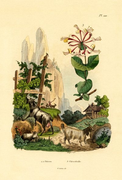 Keçiler, 1833-39 by French School
