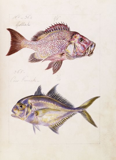 Gollah vb, c.1850 by French School
