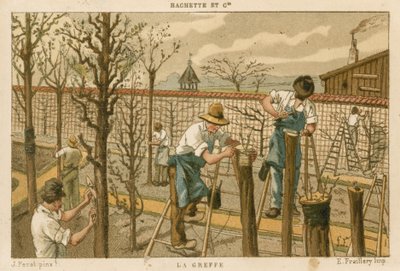 aşılama ağaçları by French School