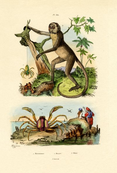 Yeşil Avcı Örümcek, 1833-39 by French School