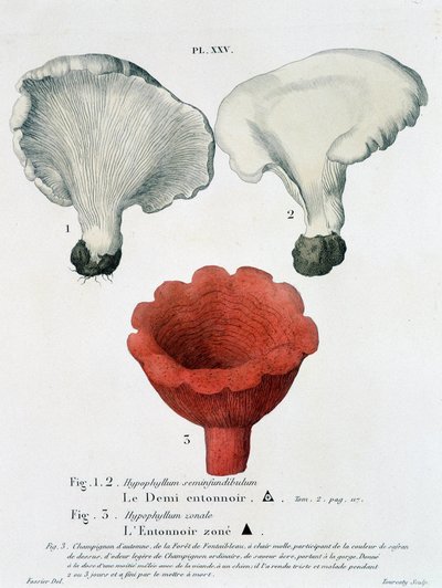 Jean Jacques Paulet “Mantar Antlaşması”nda bölgelenmiş yarım huni ve huni, 18. yüzyılın sonlarında by French School