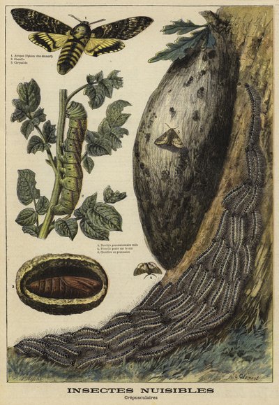 Zararlı böcekler: Deaths Head Hawkmoth by French School