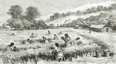 Coca Hasadı, Peru, Le Tour du Monde dergisinden bir illüstrasyon, 1877 by French School