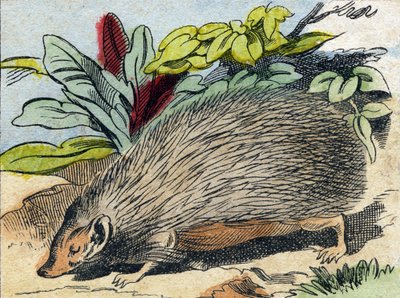 Herisson. "Buffon Alphabet des Animaux" gravürü. 3. Seri N 1. Epinal'in Görüntüsü, Epinal, 19. yüzyıl sonu. 16 sayfa. Dim: 28x21cm by French School
